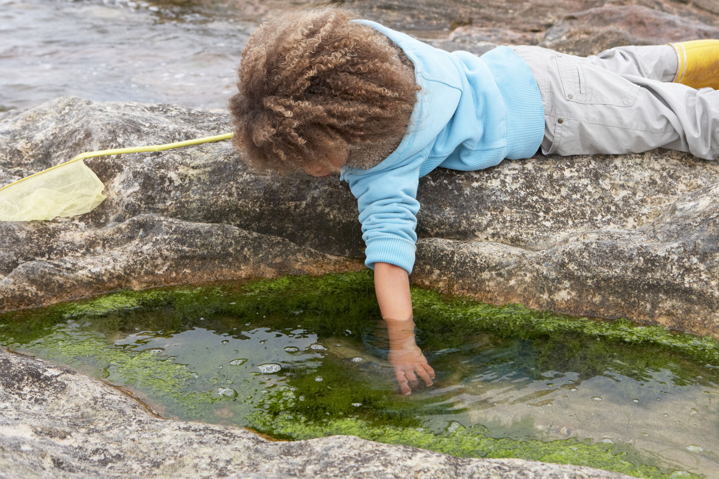 How many different creatures live in a rock pool?